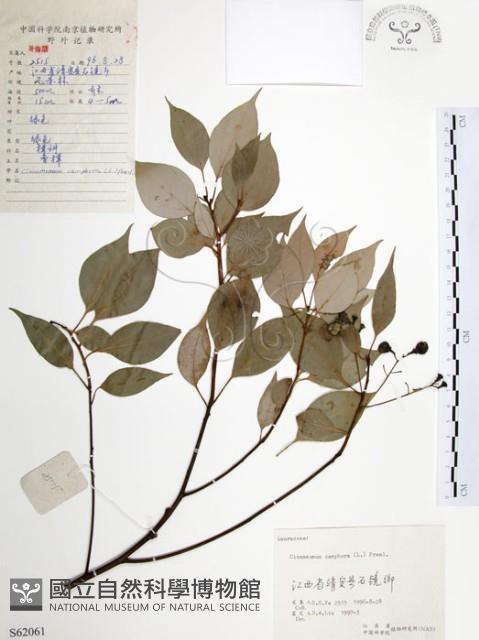 樟樹藏品圖，第1張