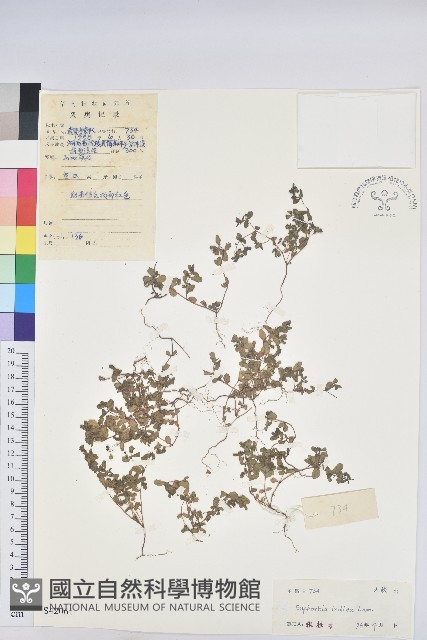 通奶草藏品圖，第1張