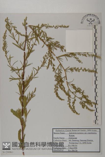 東北牡蒿藏品圖，第1張