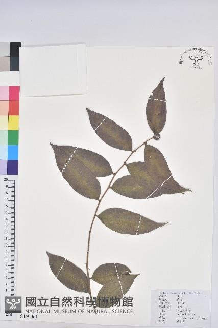 毛果算盤子藏品圖，第1張