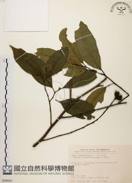 秀柱花藏品圖，第1張