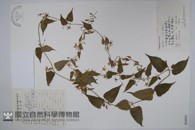 山白前藏品圖，第1張