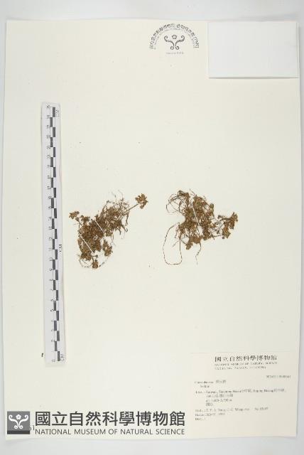 登錄號:S040061藏品圖，第1張