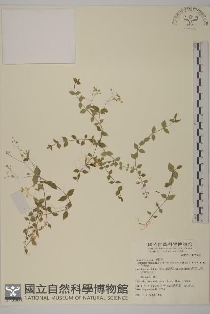 小花繁縷藏品圖，第1張