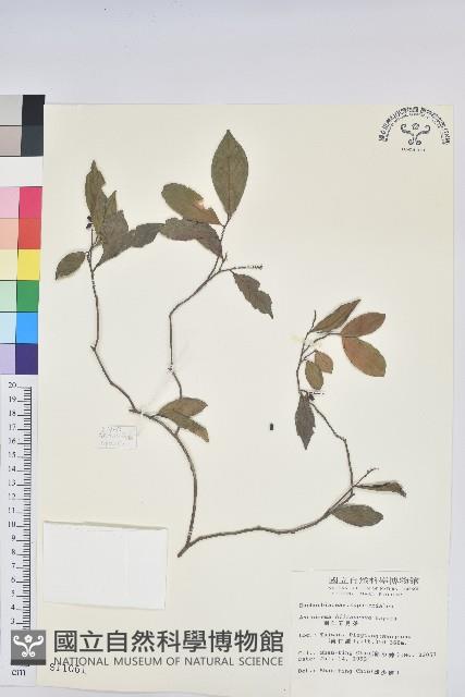 南仁五月茶藏品圖，第1張