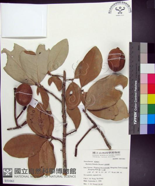 Looking-glass tree Collection Image