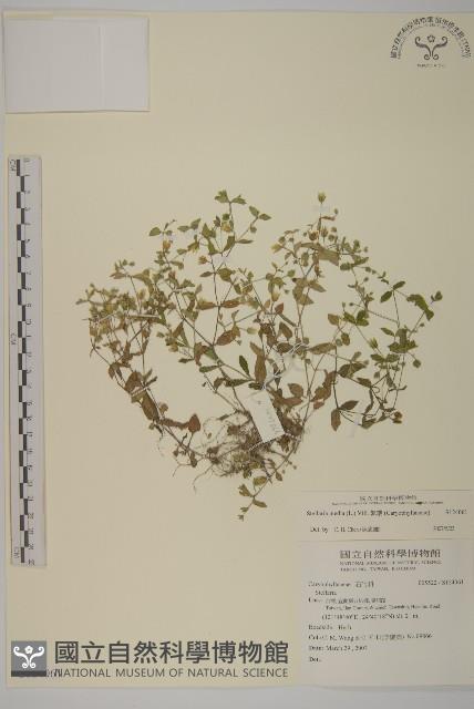 繁縷藏品圖，第1張