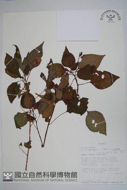 登錄號:S094061藏品圖，第1張