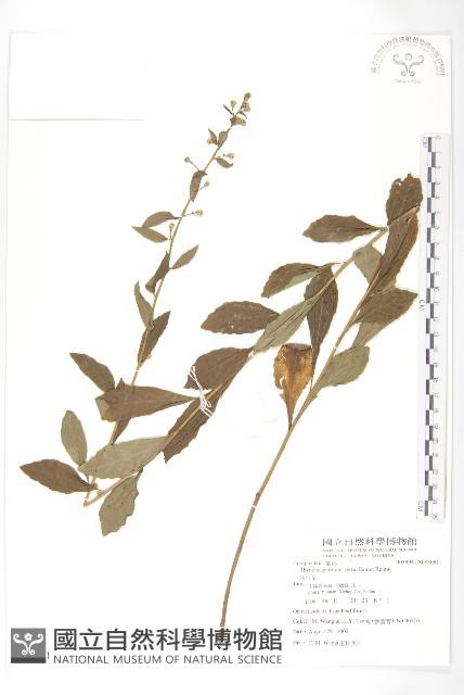 秋分草藏品圖，第1張