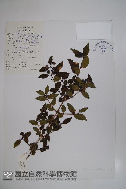 華西忍冬藏品圖，第1張