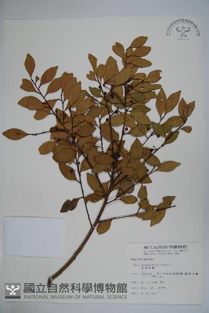 圓葉冬青藏品圖，第1張