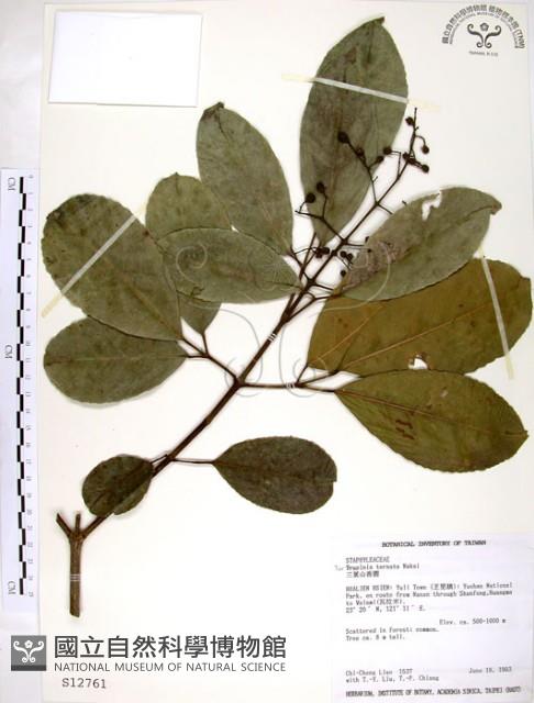 三葉山香圓藏品圖，第1張