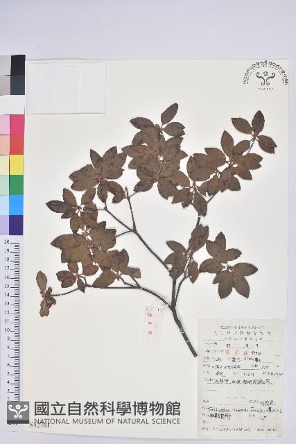 燈籠花藏品圖，第1張