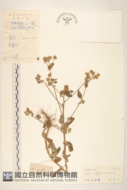 嶺南野菊藏品圖，第1張