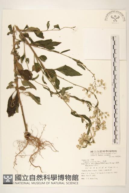 一枝香藏品圖，第1張