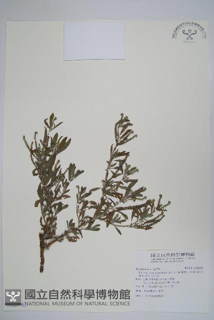 伏毛天芹菜藏品圖，第1張