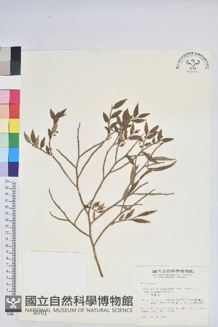 毛蕊花藏品圖，第1張