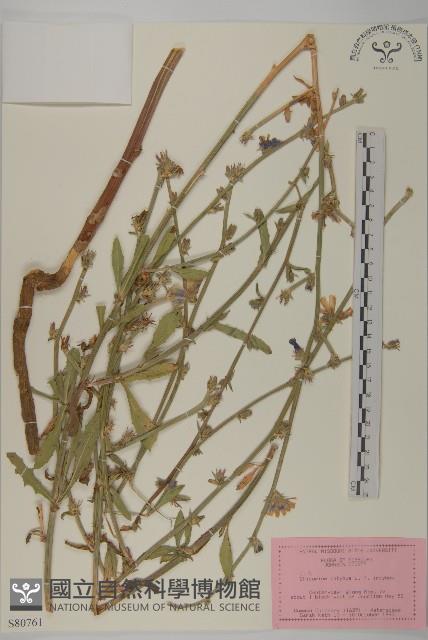 菊苣藏品圖，第1張