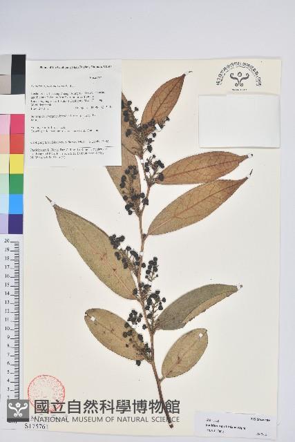 尾葉白珠藏品圖，第1張