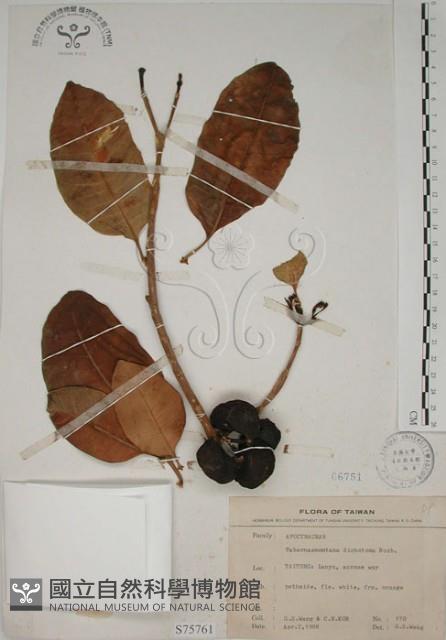 蘭嶼馬蹄花藏品圖，第1張