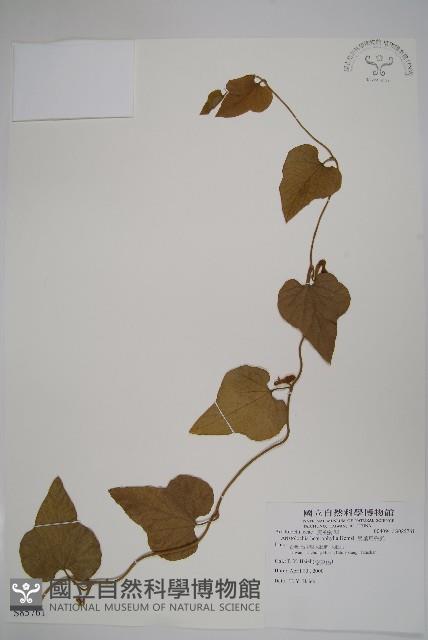 異葉馬兜鈴藏品圖，第1張