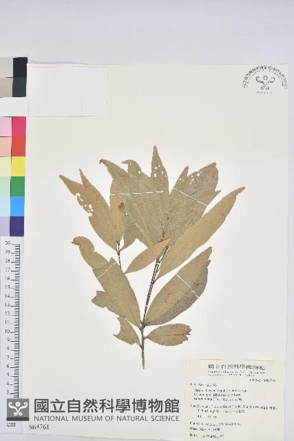 細葉三斗石櫟藏品圖，第1張