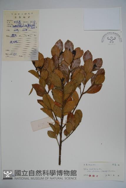 亮葉冬青藏品圖，第1張