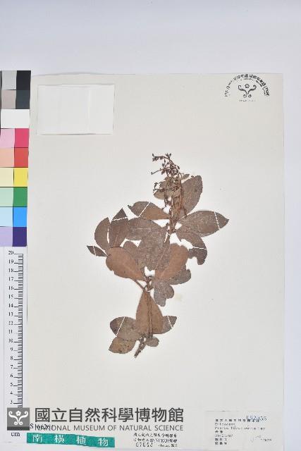 臺灣馬醉木藏品圖，第1張