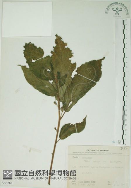 牛乳榕藏品圖，第1張