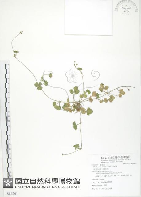 蛇莓、地莓、龍吐珠藏品圖，第1張