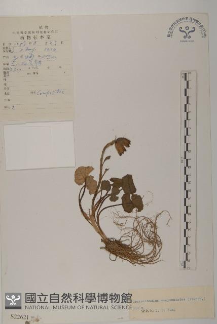 石岩報春藏品圖，第1張