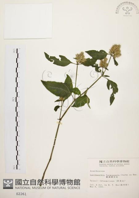 臺灣鱗球花藏品圖，第1張