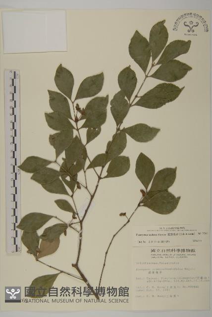 菱葉衛矛藏品圖，第1張