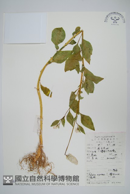 青葙藏品圖，第1張