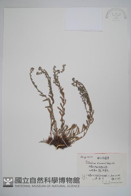 鈍葉齒緣草藏品圖，第1張