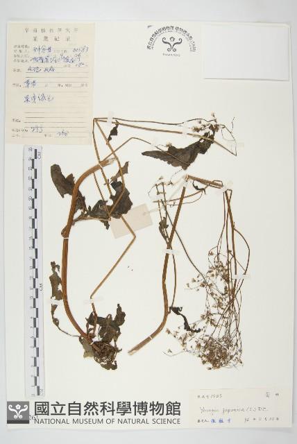 黃鵪菜藏品圖，第1張