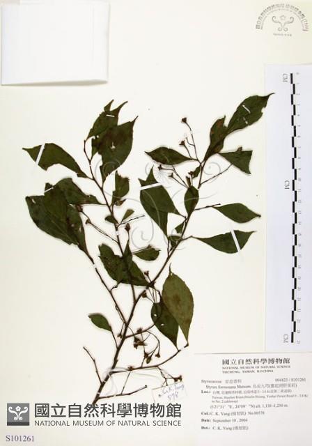 烏皮九芎、奮起湖野茉莉藏品圖，第1張