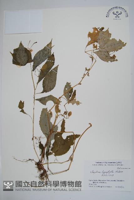 登錄號:S051261藏品圖，第1張