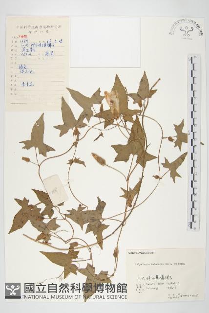 庫頁懸鉤子藏品圖，第1張