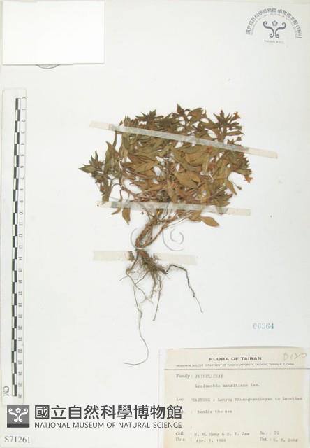 茅毛珍珠菜藏品圖，第1張