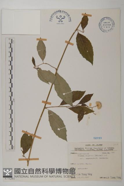 大頭艾納香藏品圖，第1張