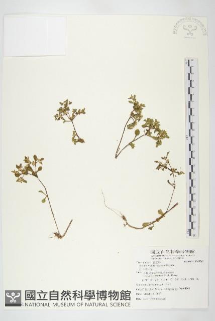 紅子佛甲草藏品圖，第1張