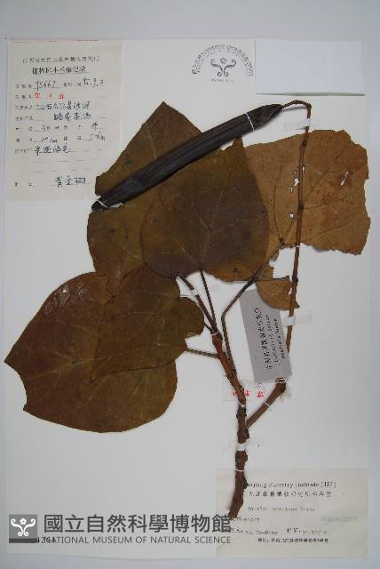 黃金樹藏品圖，第1張