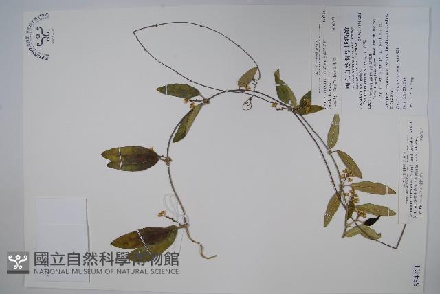 臺灣牛皮消、臺灣白薇藏品圖，第1張