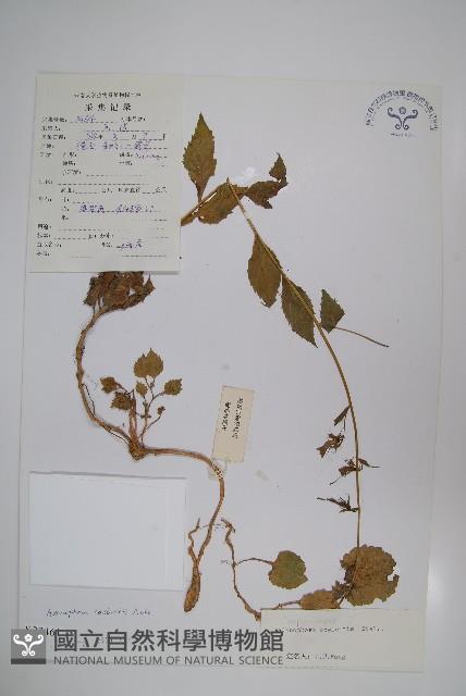 天藍沙參藏品圖，第1張