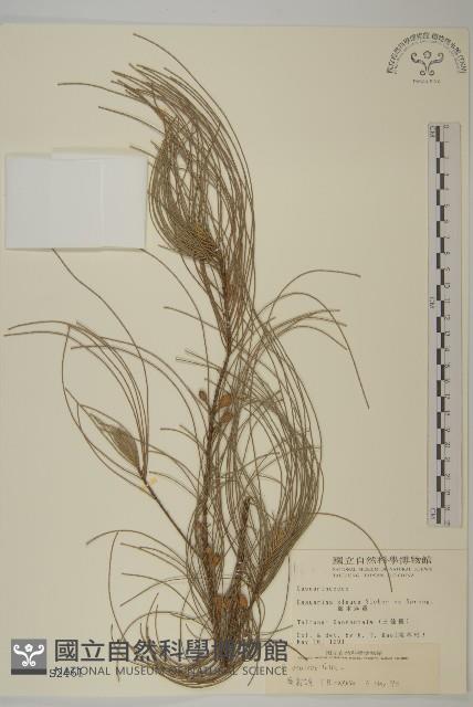 木麻黃藏品圖，第1張