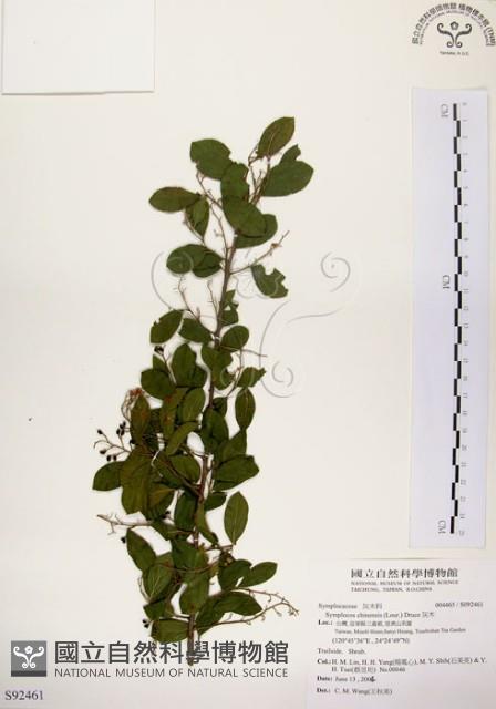 灰木藏品圖，第1張