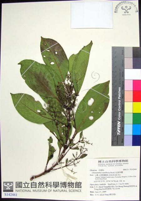 紅頭李欖藏品圖，第1張