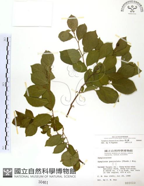 灰木藏品圖，第1張