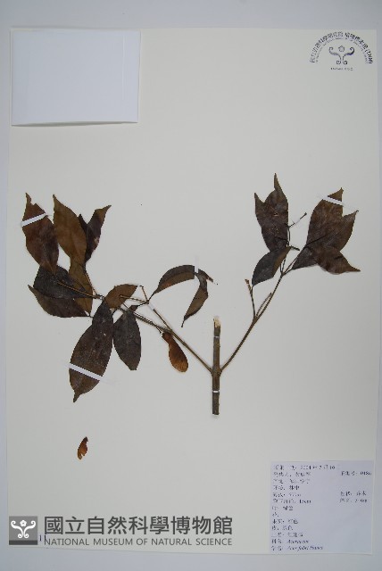 登錄號:S010461藏品圖，第1張